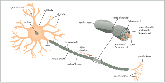 how does sleep regenerate brain cell myelin